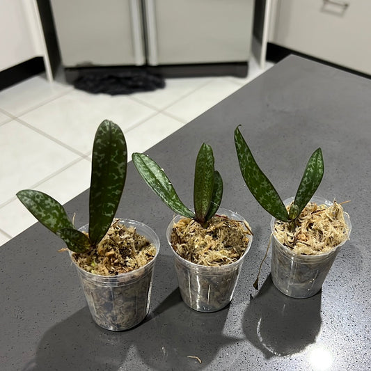 Phalaenopsis  Schilleriana 'Lupaa' (Mottled Leaved)