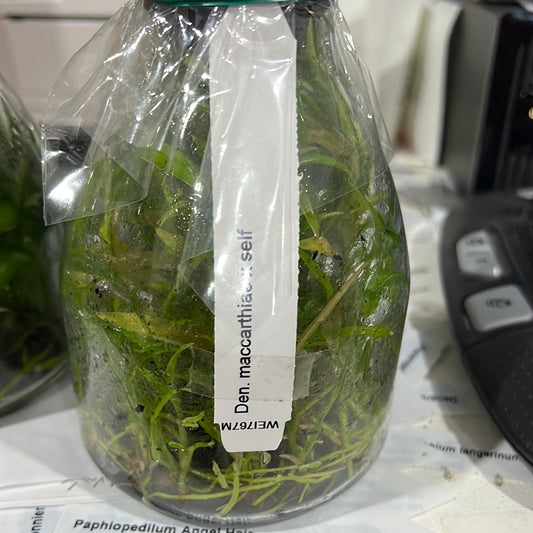 Den. maccarthiae x self (FLASK/TISSUE CULTURE 20+ PLANTS)