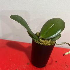 Phalaenopsis Sangria (Healthy in 50mm pot)