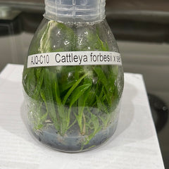 TOP Flask - Cattleya forbesii