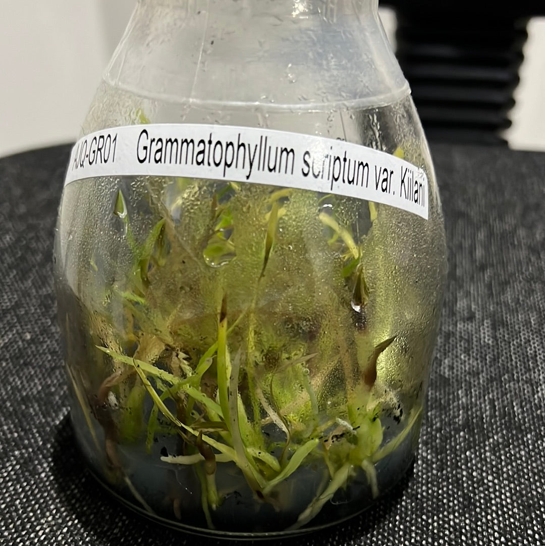 Grammatophyllum scriptum var kiilani RARE FLASK Secondary image