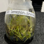 Grammatophyllum scriptum var kiilani RARE FLASK