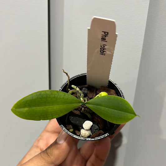 Phalaenopsis lobbii (IN BUD NOW!) SPECIES FROM INDIA