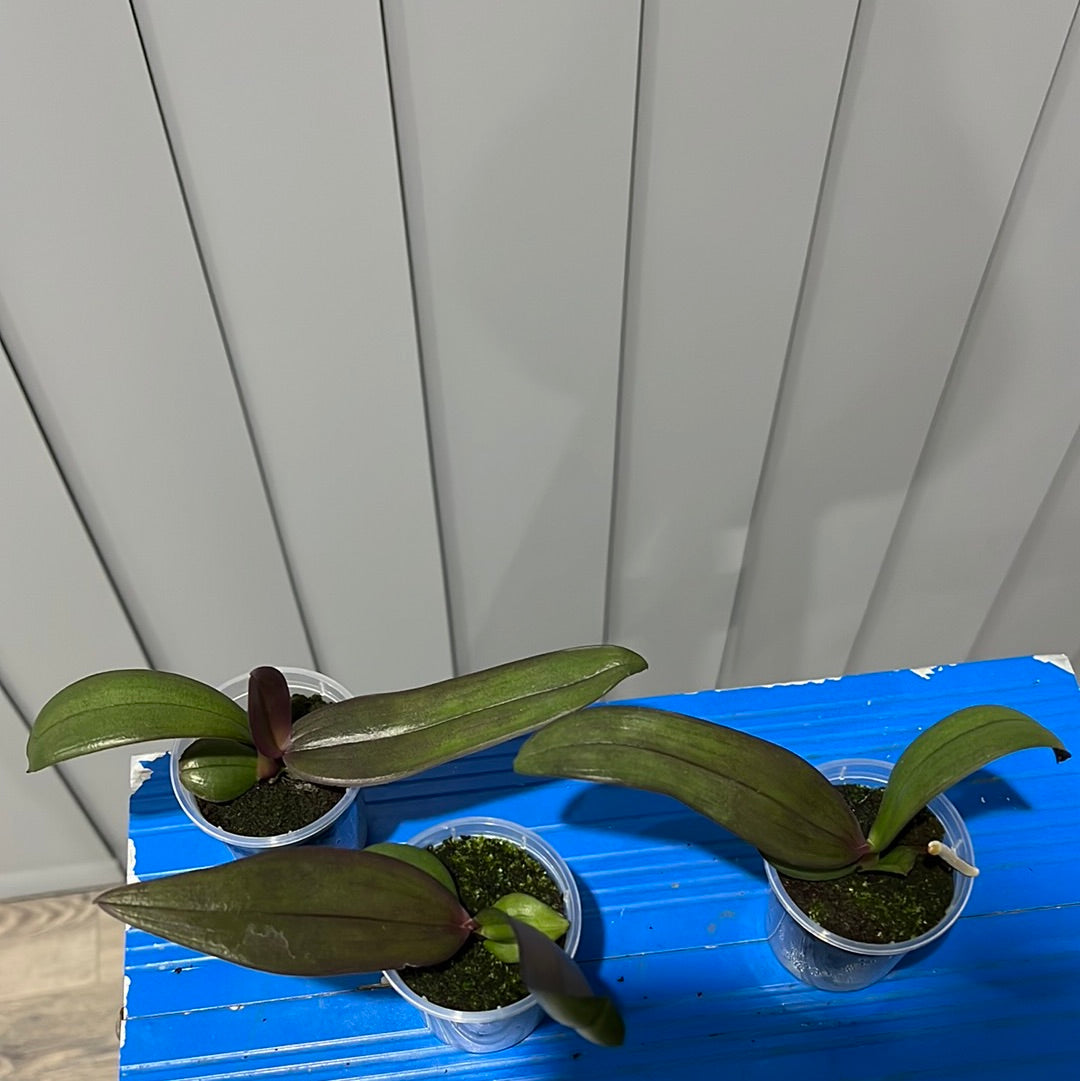 Phalaenopsis Impulsive (Healthy Mericlone) Secondary image