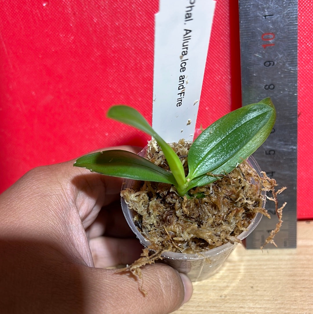 TOP - Phalaenopsis  Allura “Fire and Ice” (Fragrant Mericlone) Secondary image