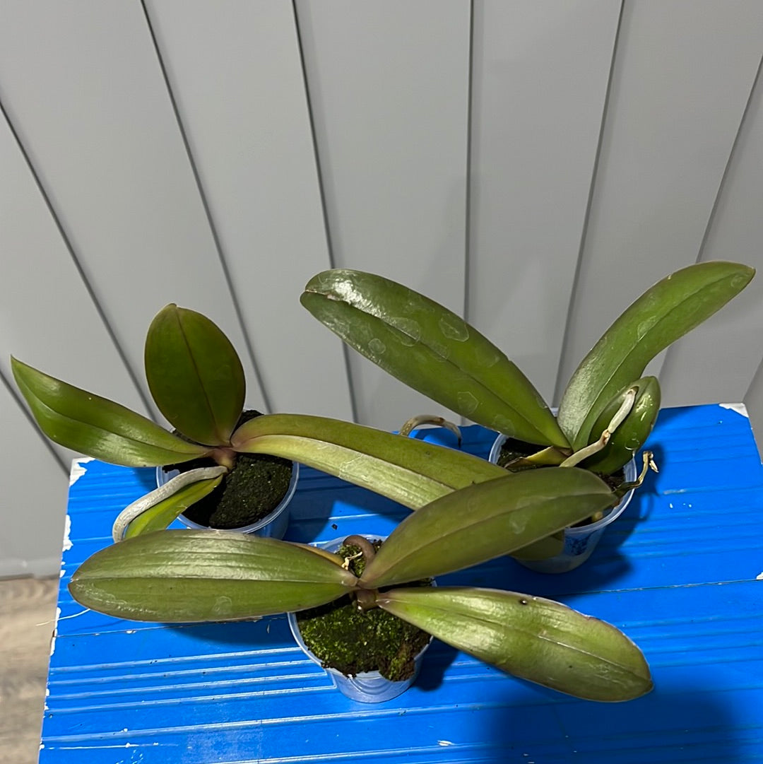 Phalaenopsis Carrotcake (Healthy Mericlone) Secondary image