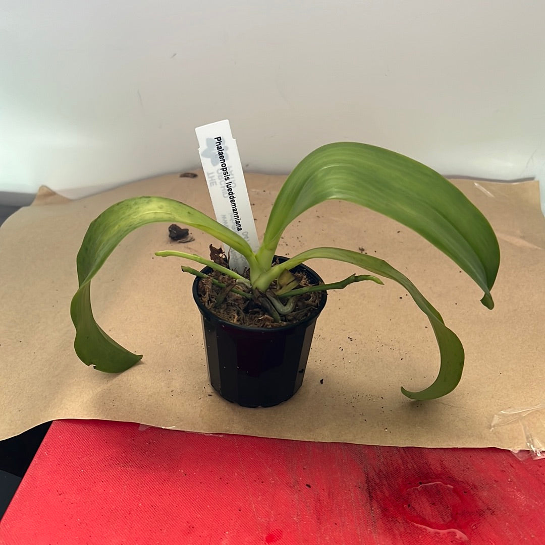 IN SPIKE NOW! Phalaenopsis lueddemanniana (Species) Secondary image