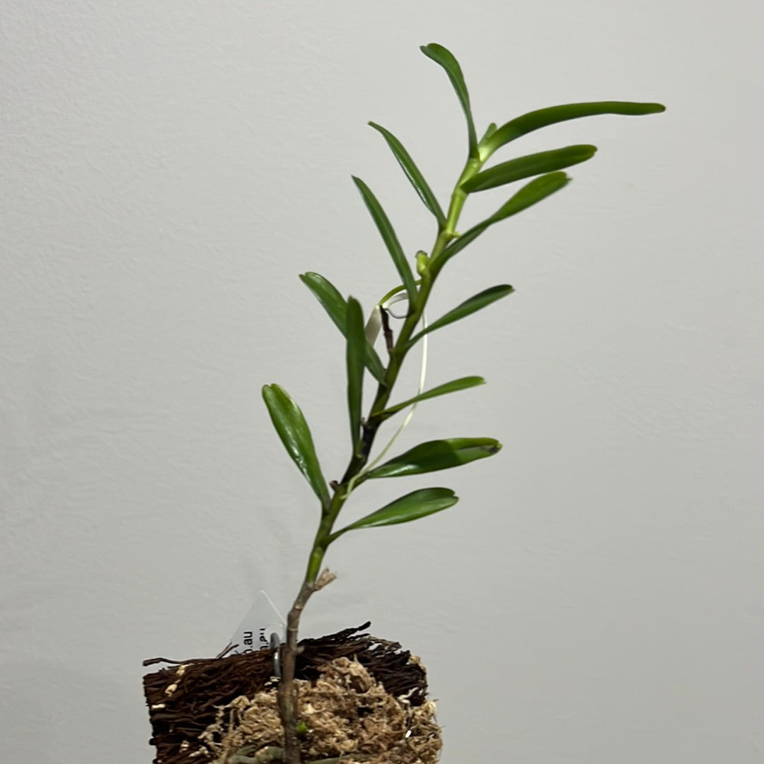 Jumellea comorensis (Easy to Grow Species) Secondary image