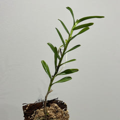 Jumellea comorensis (Easy to Grow Species)
