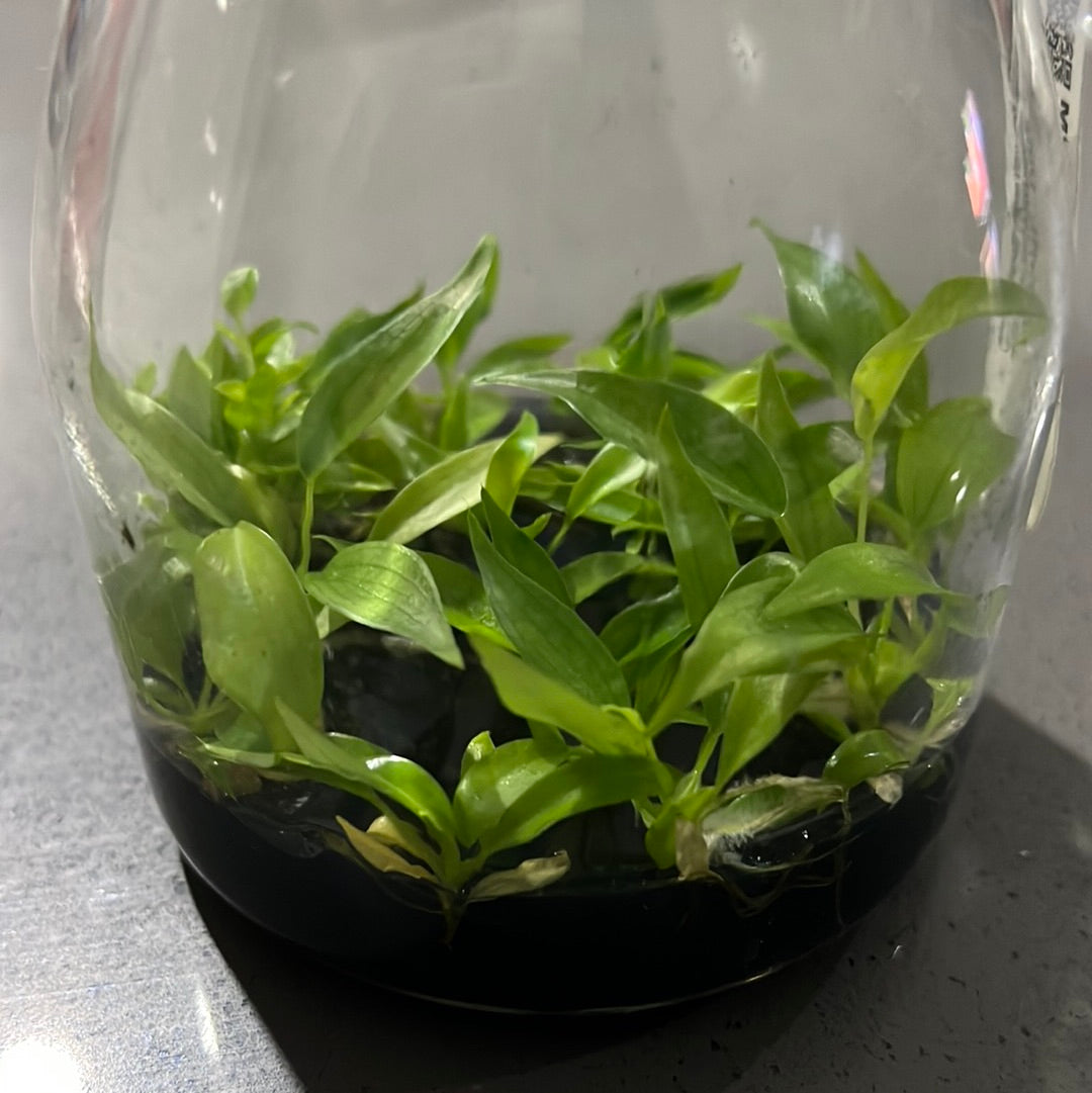 Philodendron ‘Branditanum’ FLASK TISSUE CULTURE 15+ PLANTS