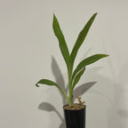 Phaius flavus (Species in 50mm tube)