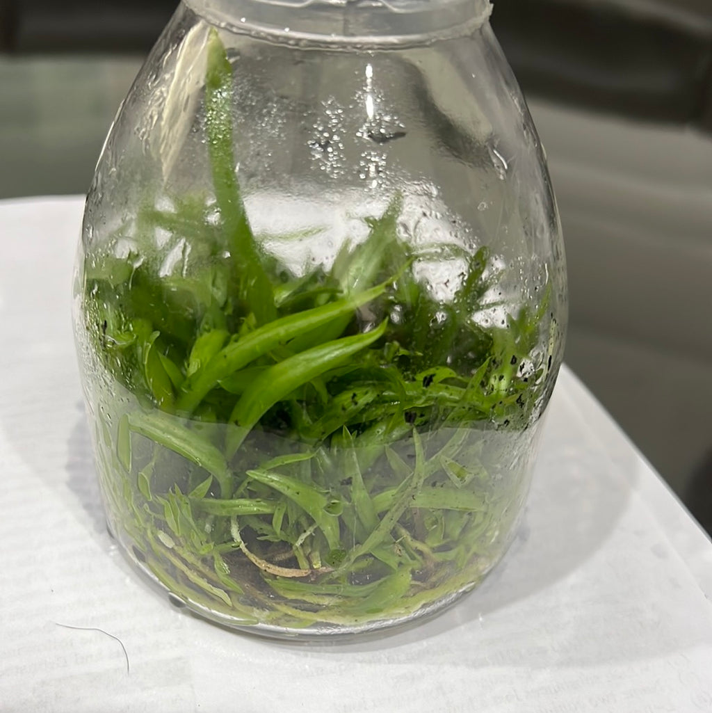 TOP Flask - Cattleya lawrenceana