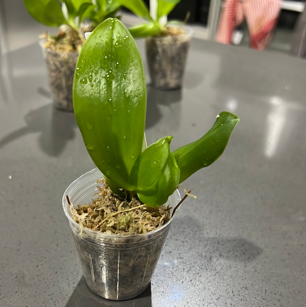 Phalaenopsis Pink Panther (Big Lip Mericlone)