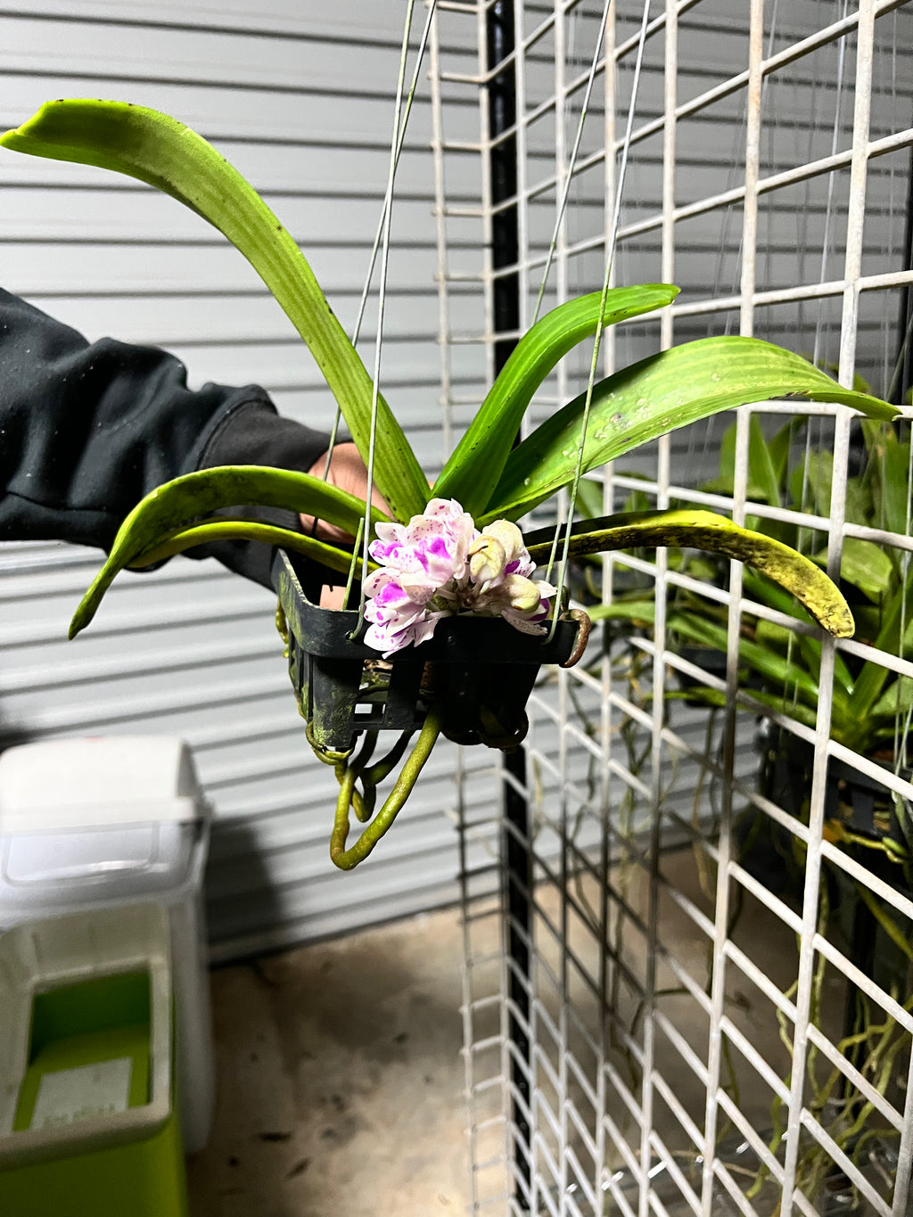FLOWERING/ IN SPIKE RHYNCHOSTYLIS (FOXTAIL ORCHIDS)