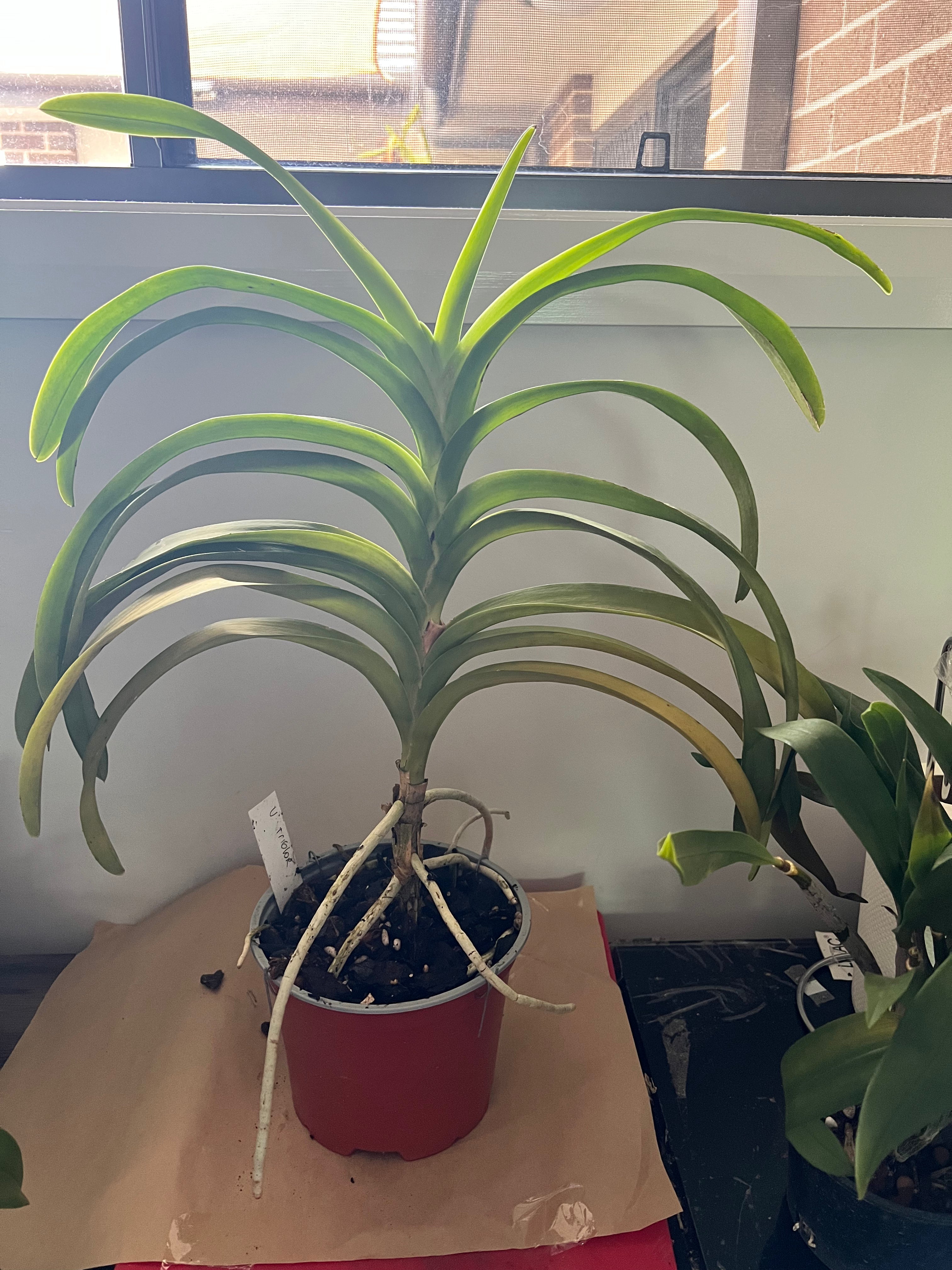 Big Flowering Size Vanda Tricolor Secondary image