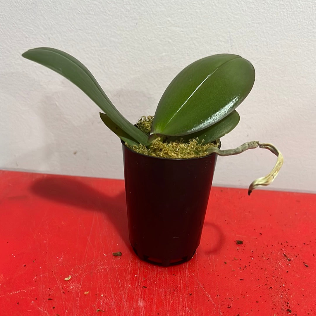 Phalaenopsis Strawberry Fields (Healthy in 50mm pot) Secondary image