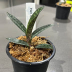 Paphiopedilum delenatii (RARE Mottled Species)