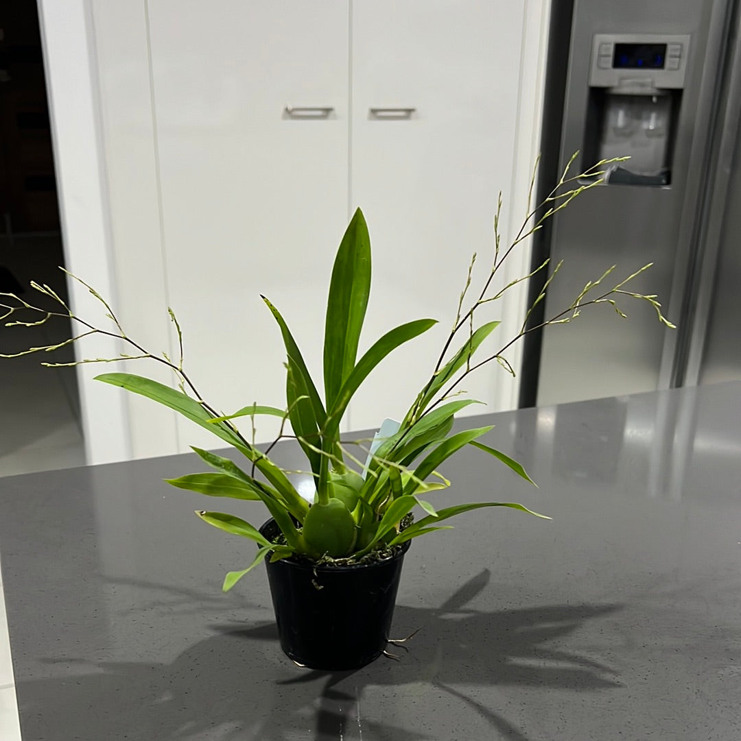 Oncidium Twinkle Fragrant Fantasy (IN SPIKE NOW) Secondary image