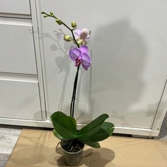 Phalaenopsis Gallery Play (FLOWERING!!!)
