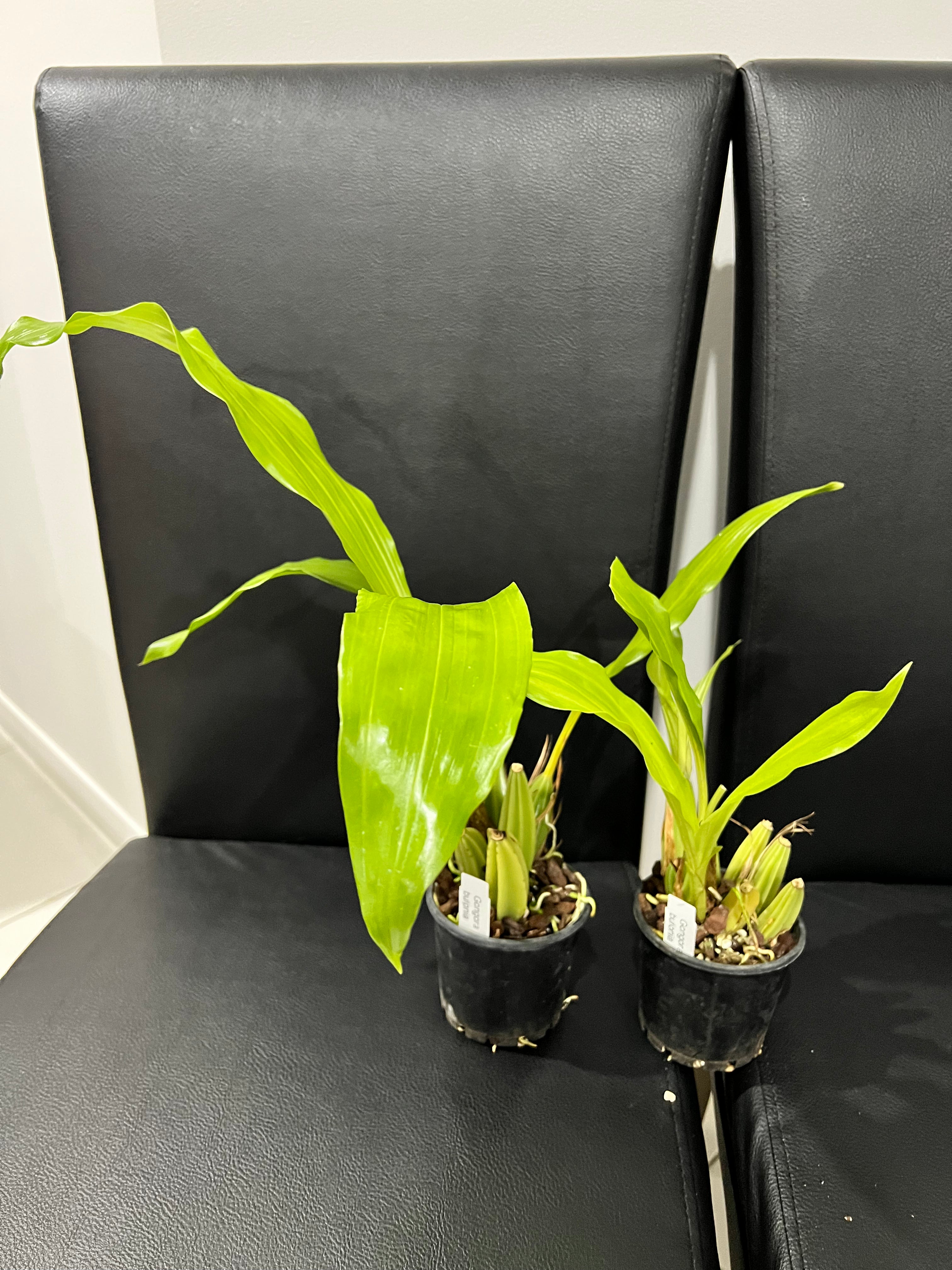 Gongora Bufonia (Species From Brazil) Secondary image