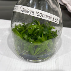 TOP Flask - Cattleya leopoldii