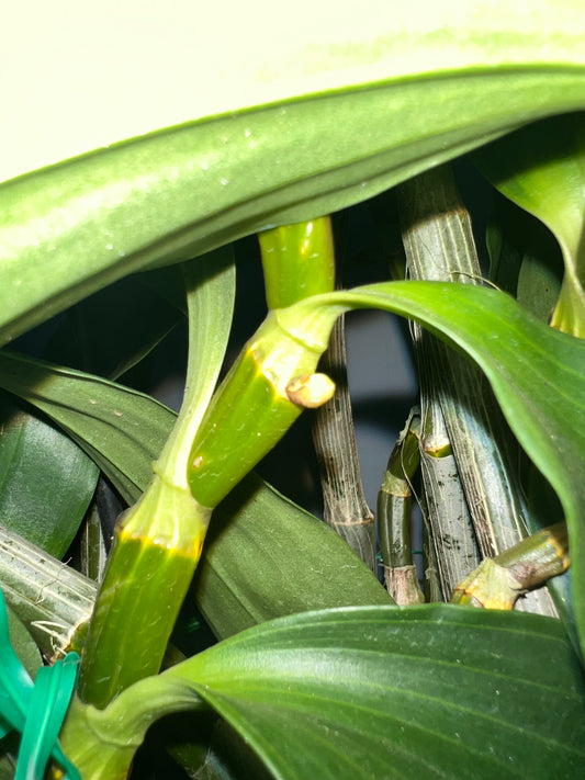 (Ready to flower) Fragrant Species Dendrobium Thyrsiflorum
