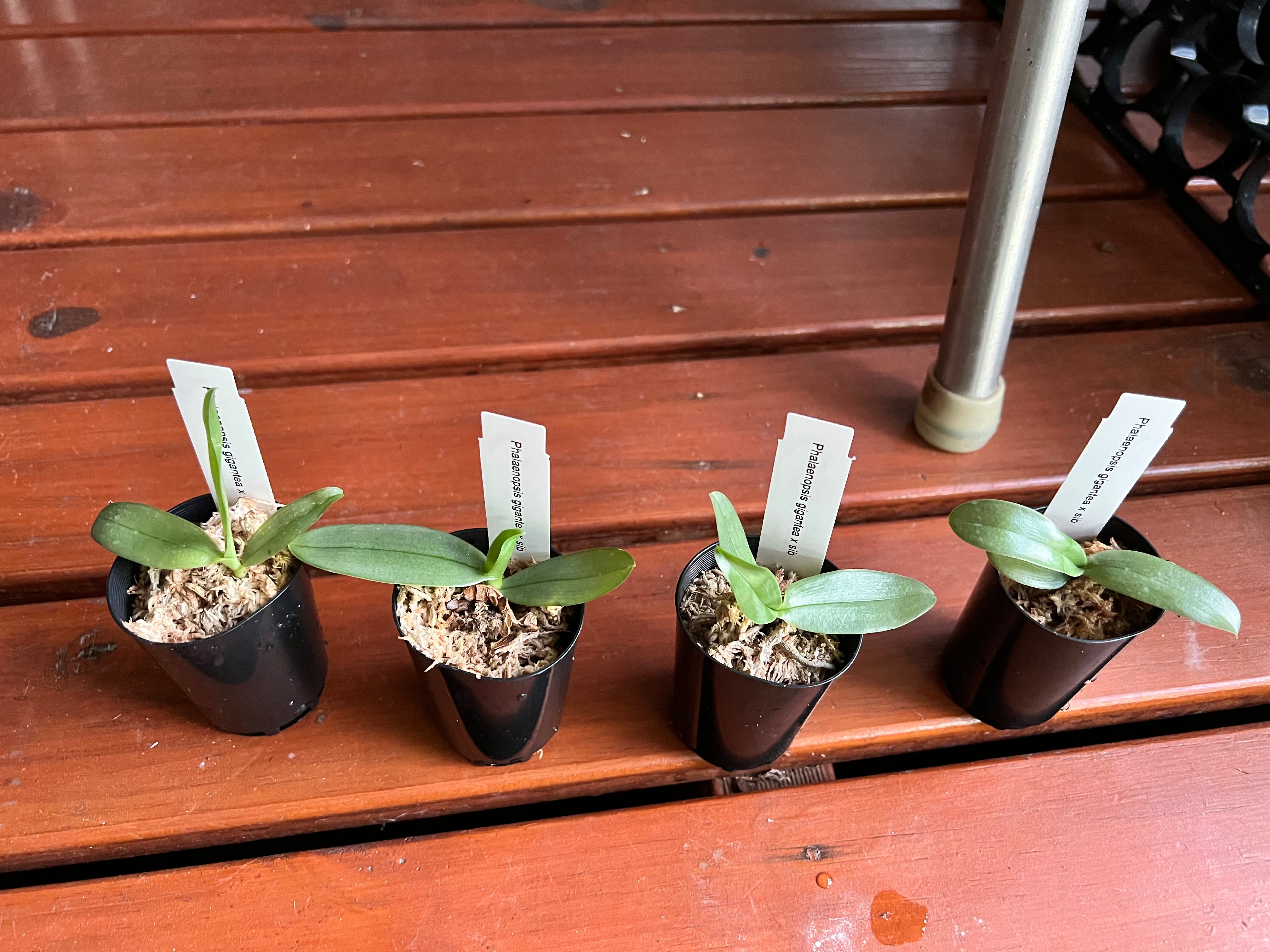 TOP Phalaenopsis Gigantea Secondary image