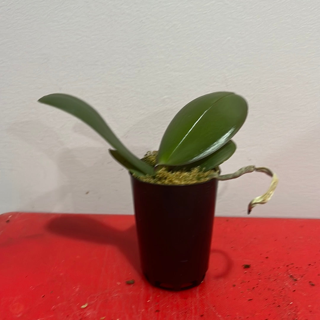 Phalaenopsis Wanderlust (Healthy in 50mm pot) Secondary image