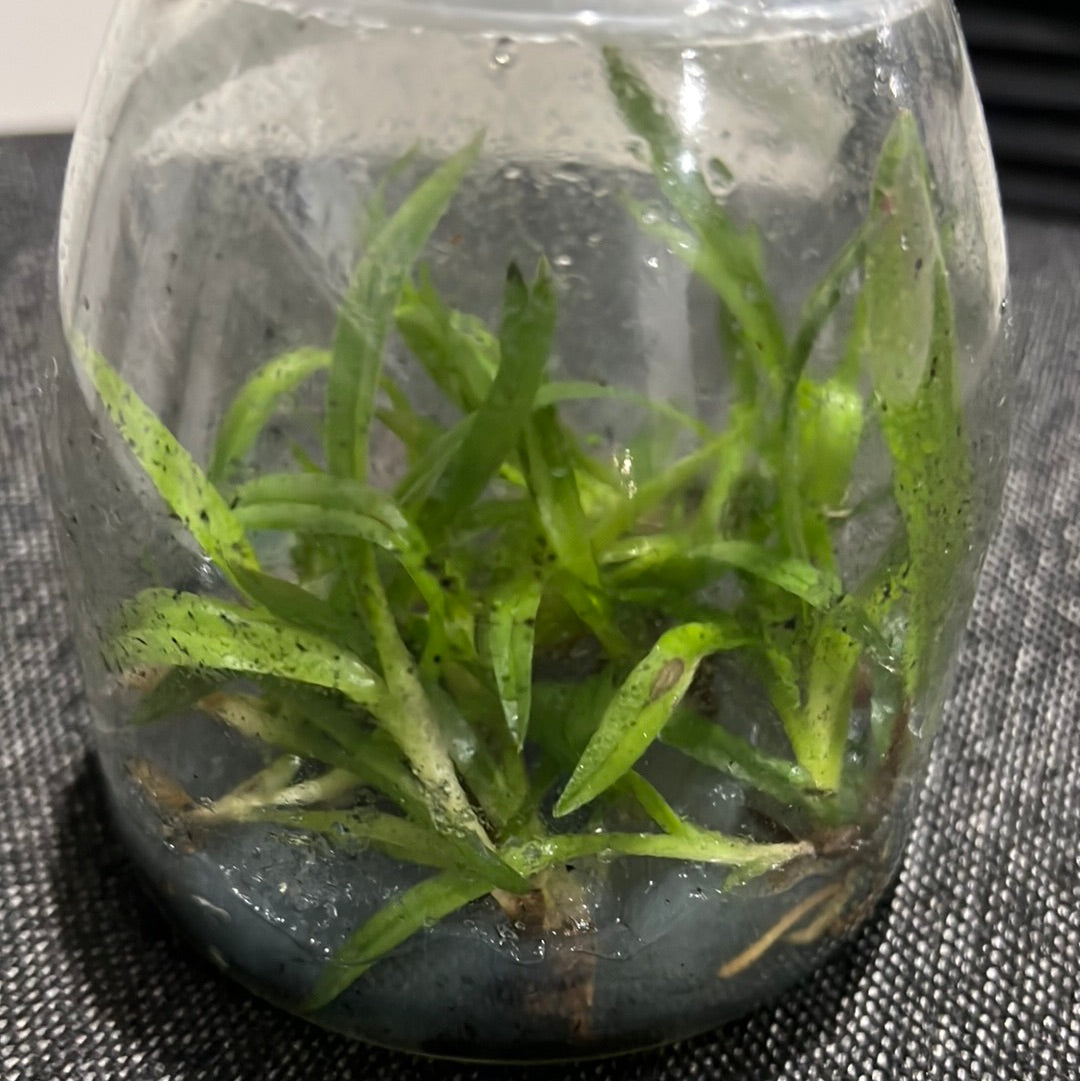 Paphiopedilum spicerianum "leaf small" FLASK Secondary image
