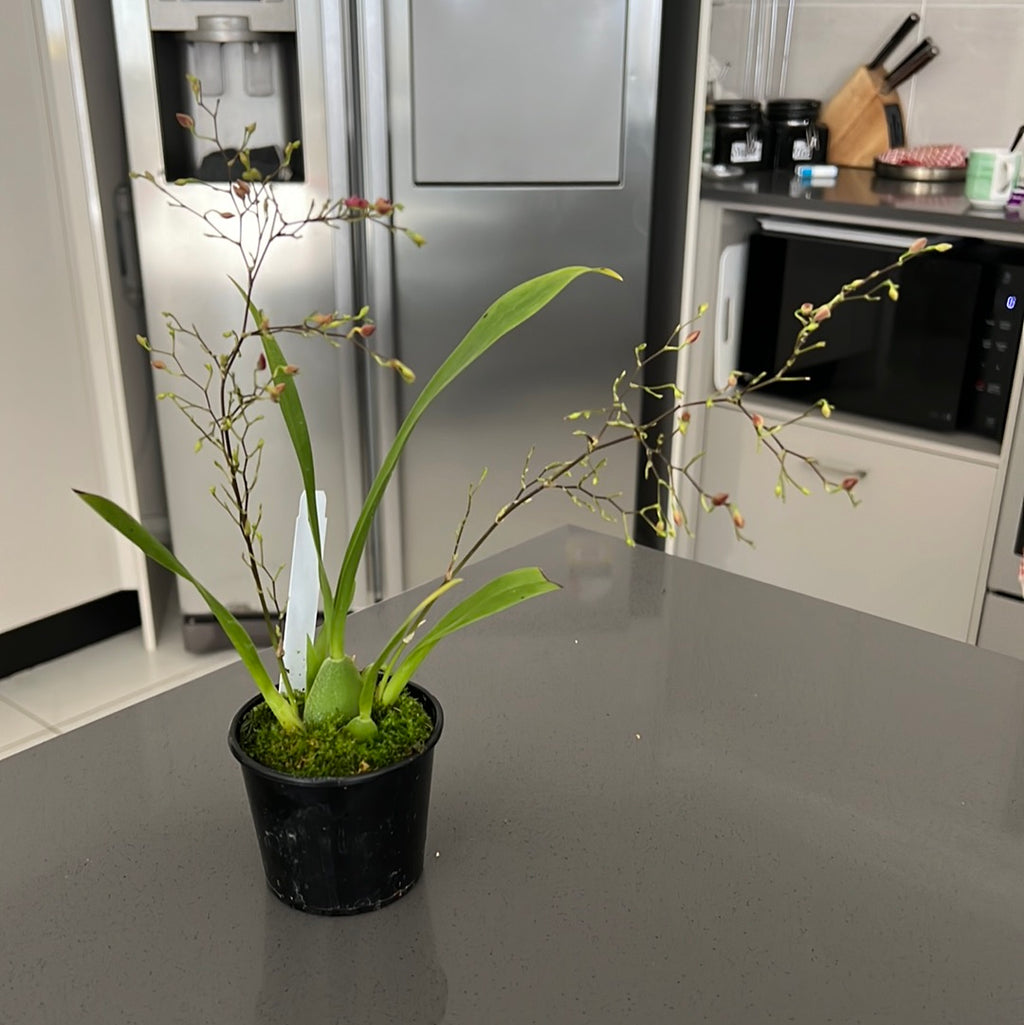 Oncidium Twinkle Pink (IN SPIKE NOW)