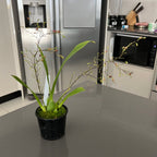 Oncidium Twinkle Pink (IN SPIKE NOW)