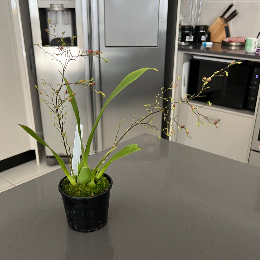 Oncidium Twinkle Pink (IN SPIKE NOW)