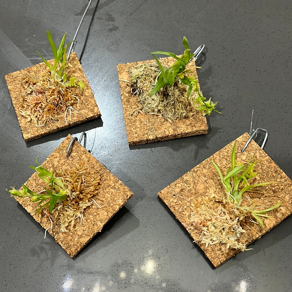 Dendrobium kanburiense (Miniature Species from Thailand)