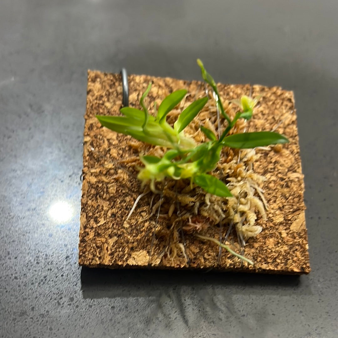 Dendrobium kanburiense (Miniature Species from Thailand)