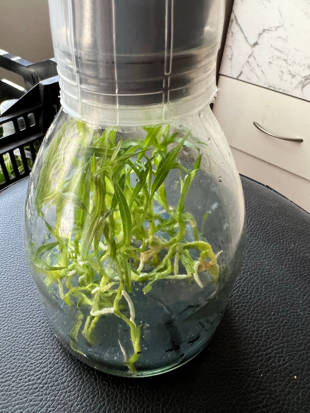 Flask - Fredclarkeara After Dark 'SVO Black Pearl'