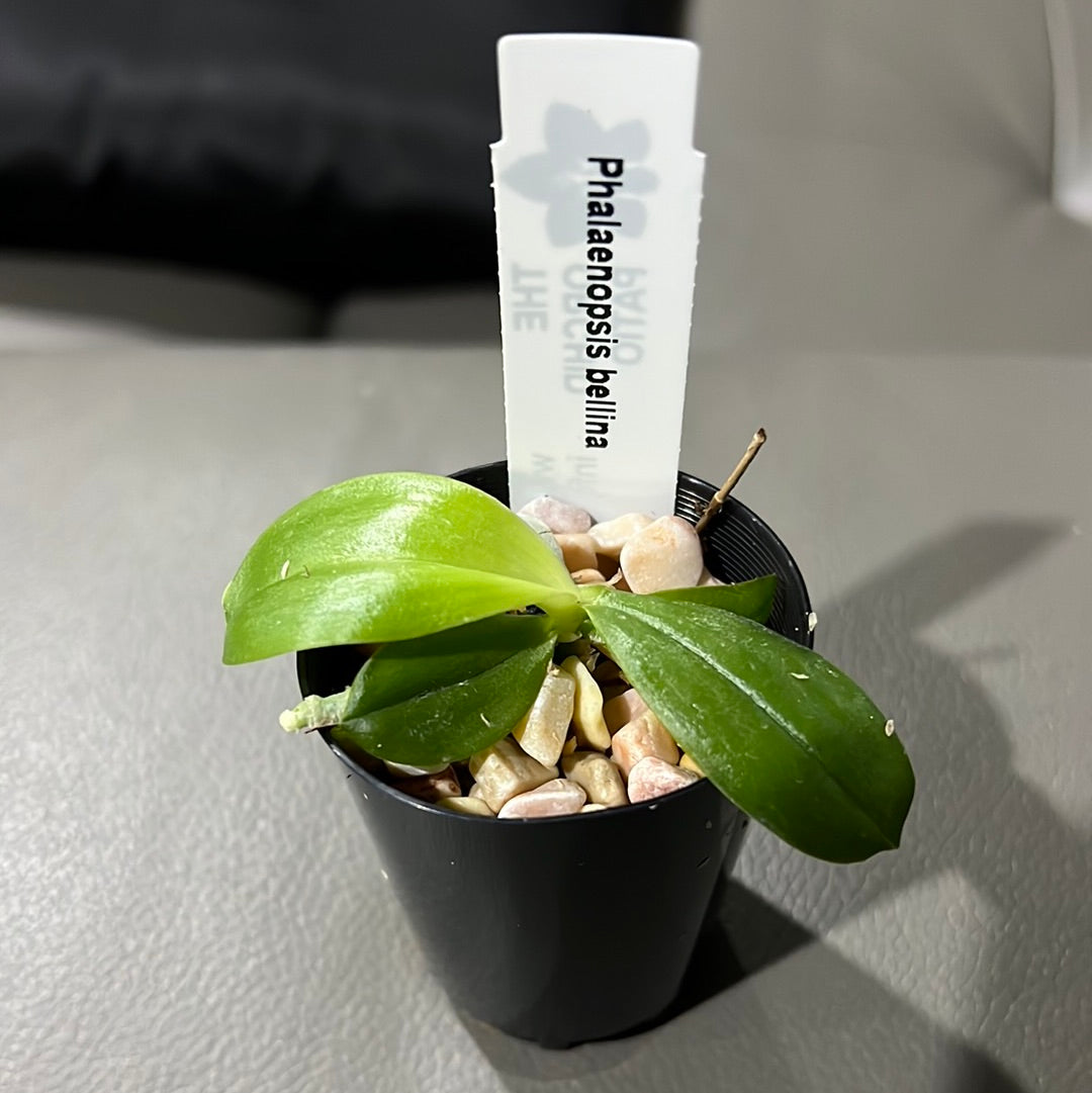 Phalaenopsis bellina (Fragrant Species - 50mm) Secondary image