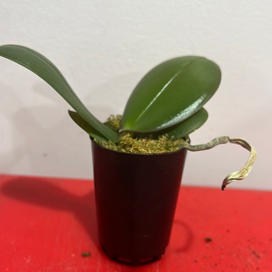 Phalaenopsis Orchion (Healthy in 50mm pot)