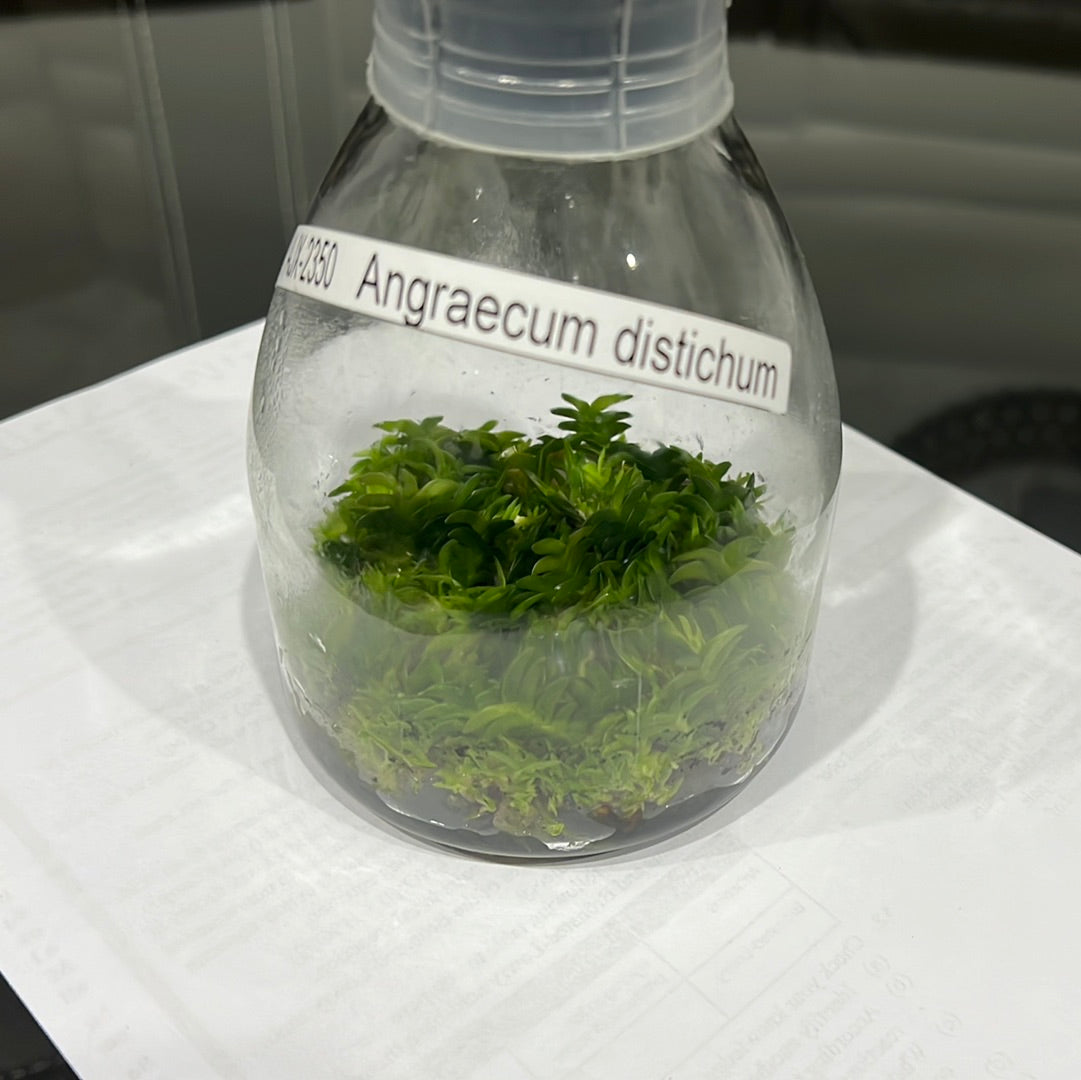 TOP Flask -  Angraecum Distichum Secondary image