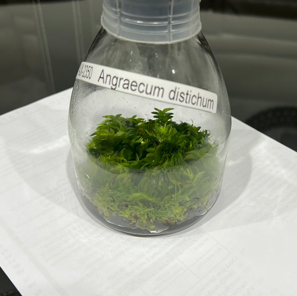 TOP Flask -  Angraecum Distichum