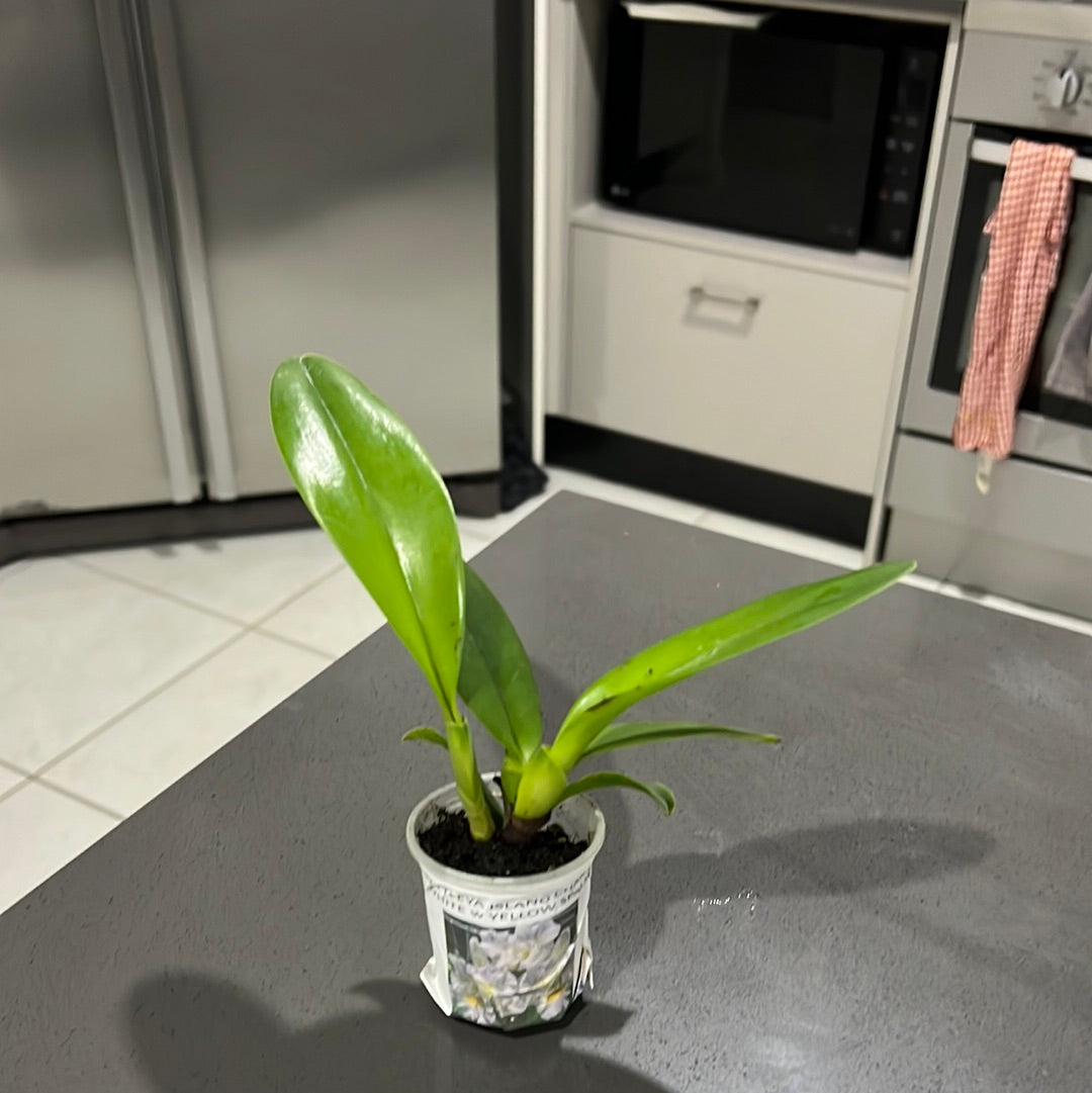 Cattleya Island Charm with Yellow Splash Secondary image