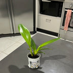 Cattleya Island Charm with Yellow Splash