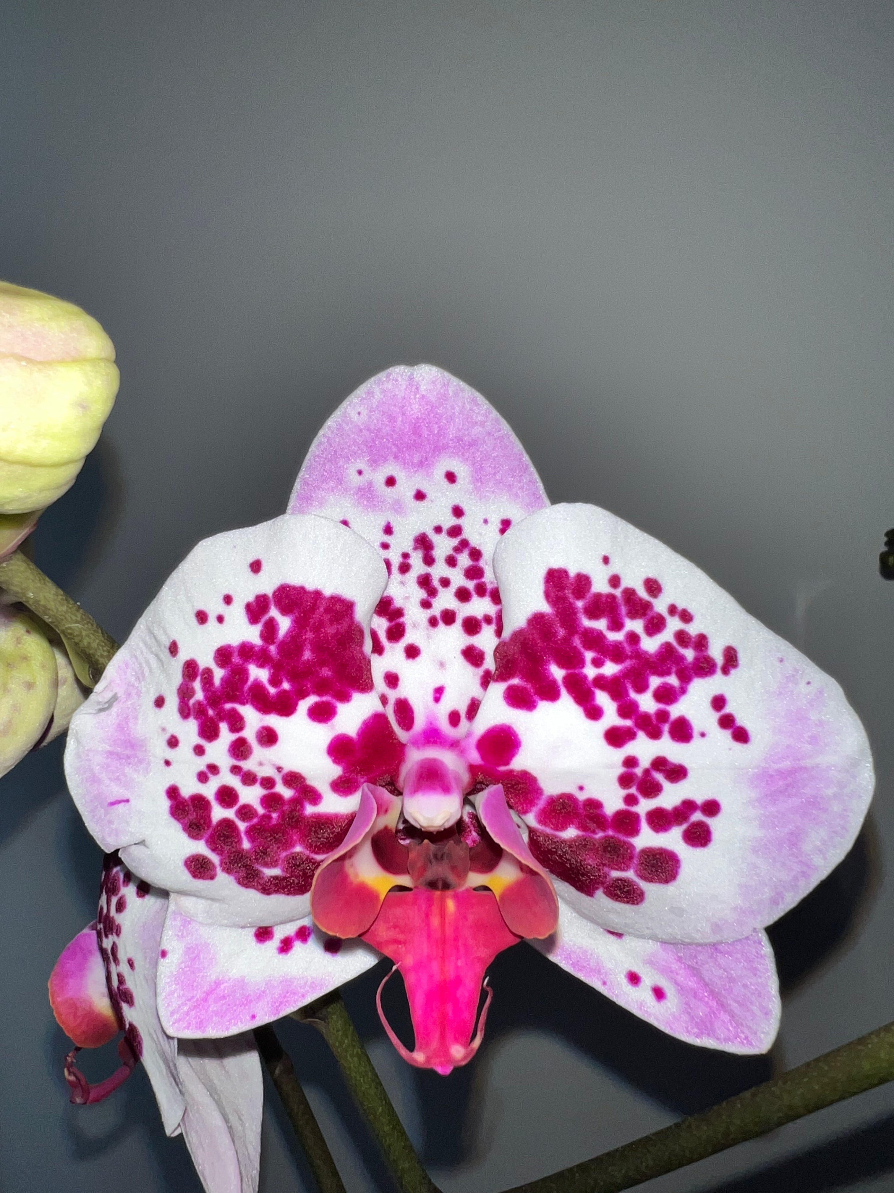 Phalaenopsis Spilled Ink (Blooming Now)