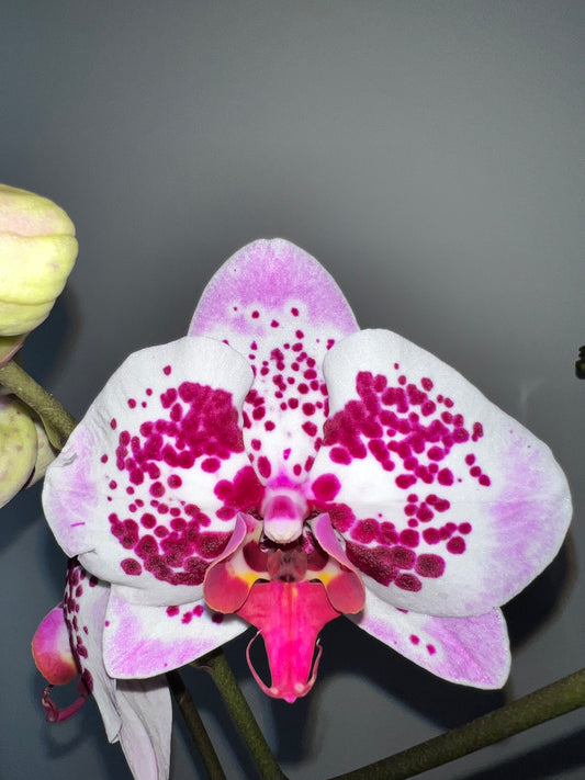 Phalaenopsis Spilled Ink (Blooming Now)