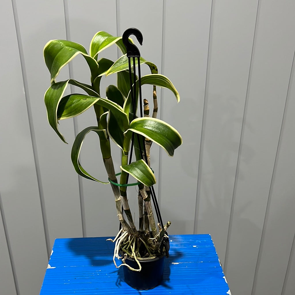 Variegated Dendrobium Burana Emerald (Flowering Size)