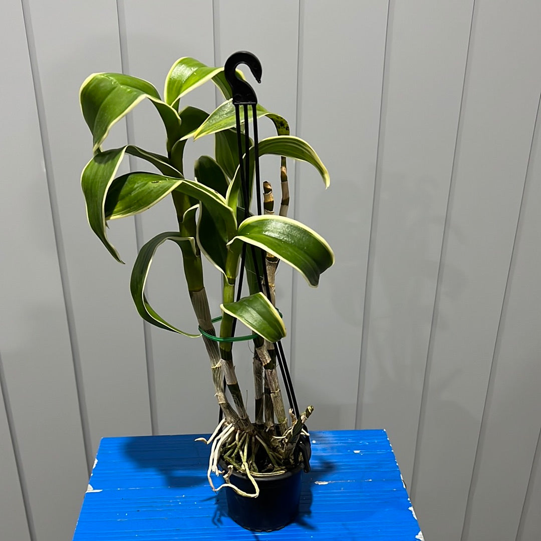 Variegated Dendrobium Burana Emerald (Flowering Size)