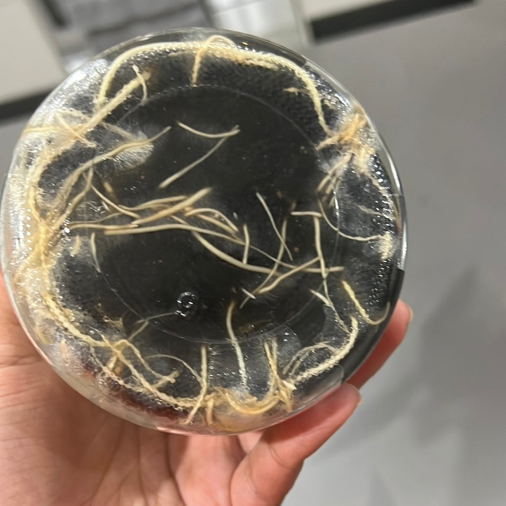 Aspidogyne argentea FLASK/TISSUE CULTURE
