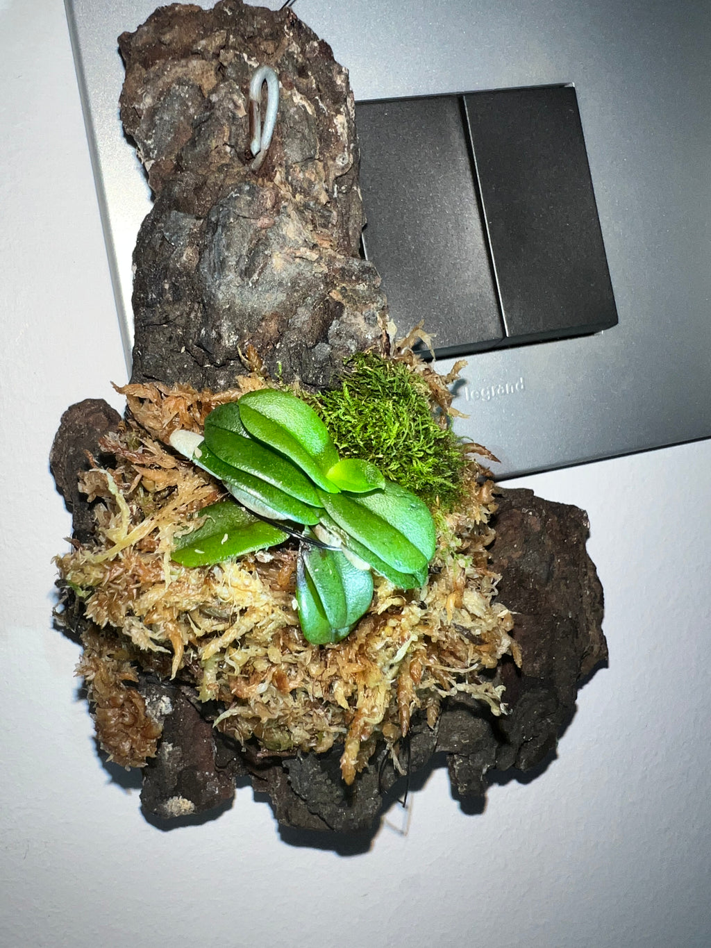 Schoenorchis Fragrans (HARD TO FIND SPECIES)