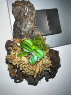 Schoenorchis Fragrans (HARD TO FIND SPECIES)