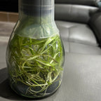 Coryanthes bruchmuelleri x sib - Flask EXTREMELY FRAGRANT