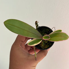 IN-SPIKE NOW! - Phalaenopsis Chia E Lin Variegated